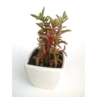 Vaso Mini Cacto 13cm 30071